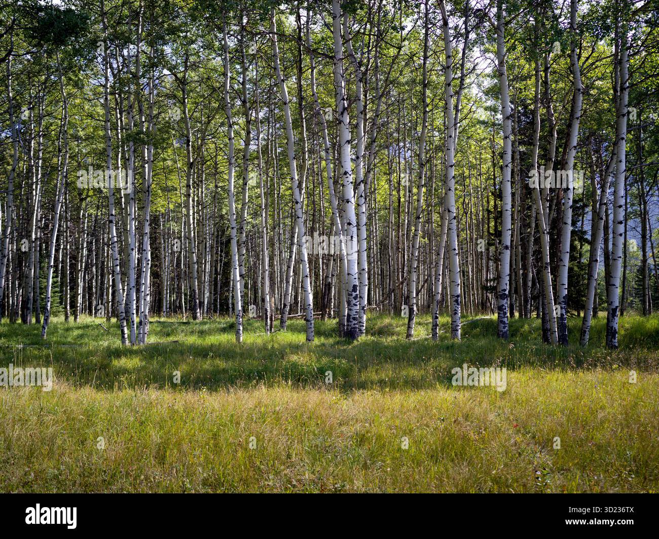 Birch Trees, Waterton Lakes National Park of Canada, Alberta, Canada Foto Stock