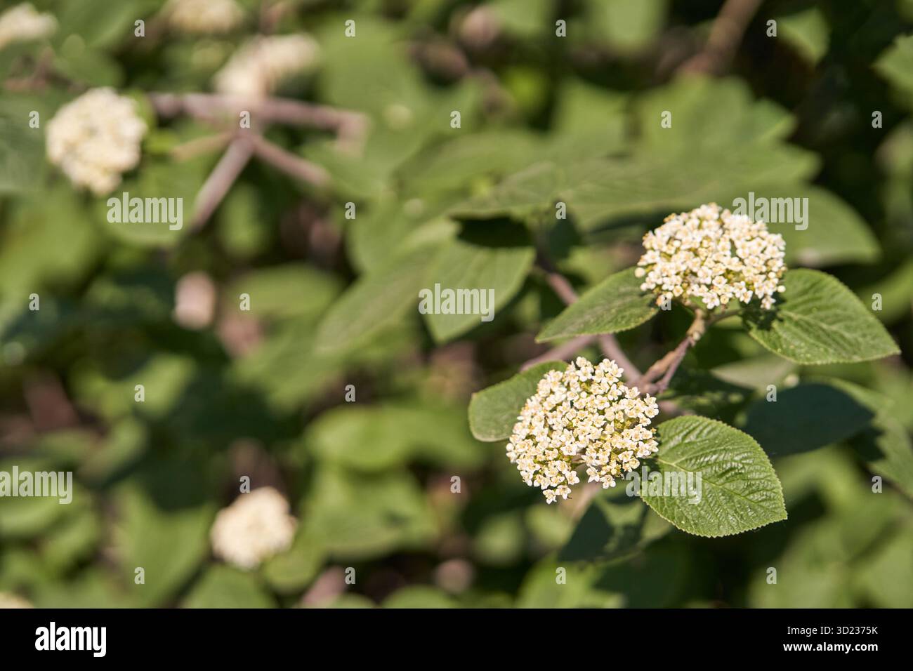 Primo piano di ammassi bianchi di fiori selvatici con foglie verdi in una luce naturale Foto Stock