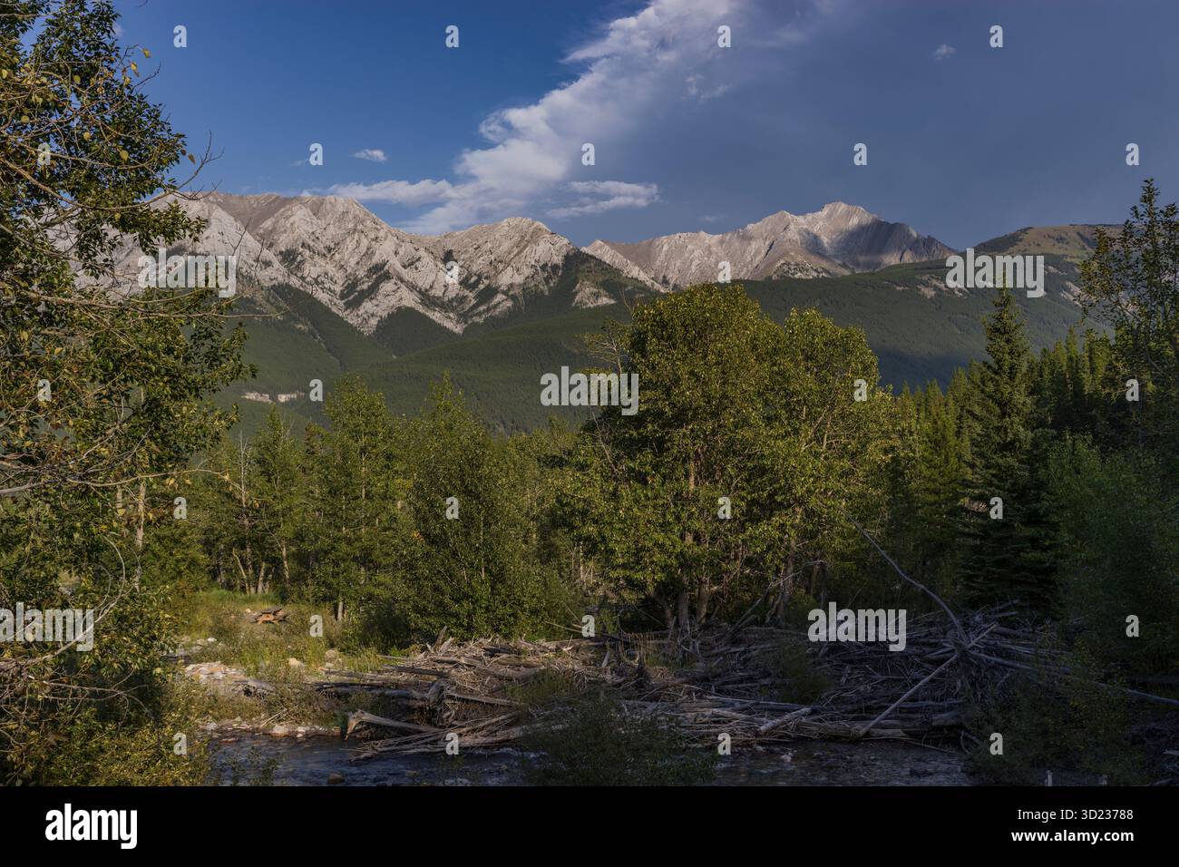 Catena montuosa con foresta lussureggiante e cielo limpido in un pittoresco paesaggio naturale. Kananaskis, Alberta, Canada Foto Stock