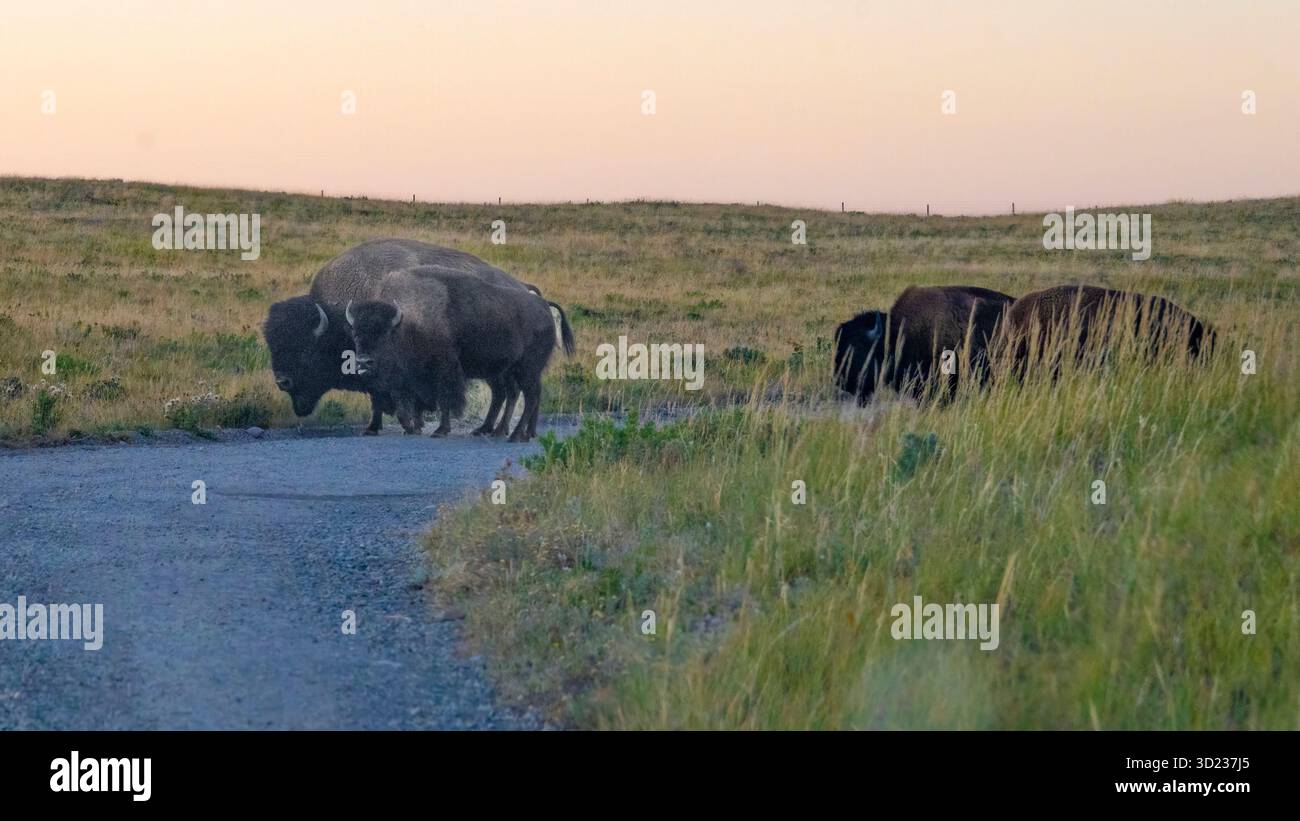 Bison attraversa una strada di ghiaia in un campo aperto al tramonto, circondato da erba alta. Waterton Park, Alberta, Canada Foto Stock