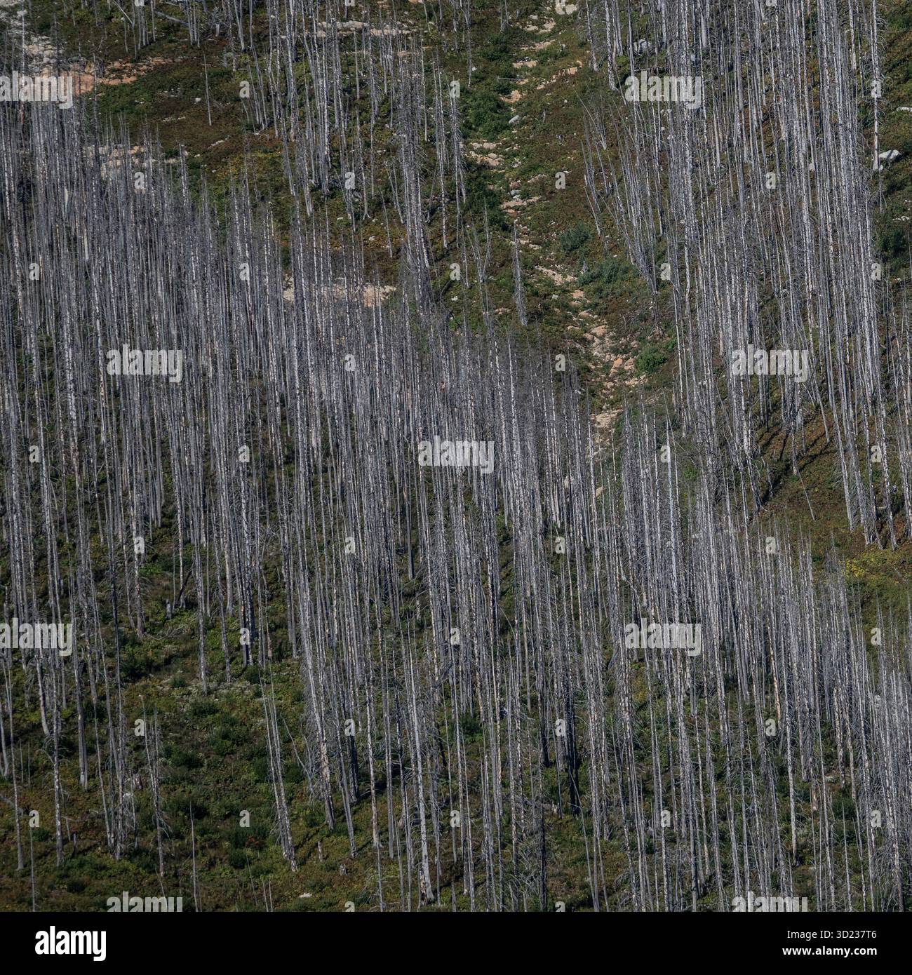 Una fitta foresta di alberi alti, sottili e senza foglie si erge su una collina verde e marrone. Waterton Park, Alberta, Canada Foto Stock