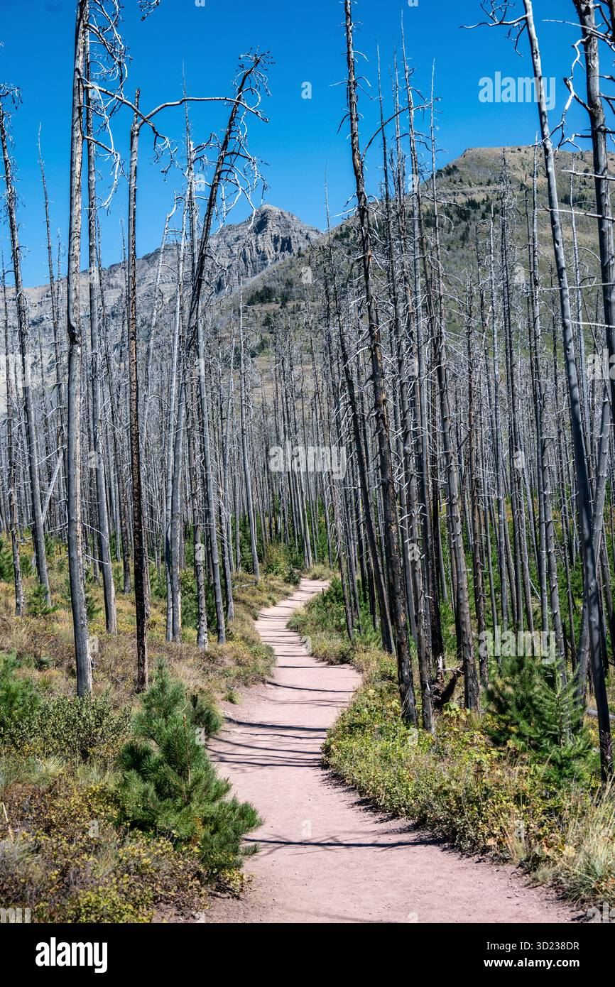 Un percorso tortuoso attraverso una foresta di alti alberi senza foglie sotto un cielo azzurro. Waterton Park, Alberta, Canada Foto Stock