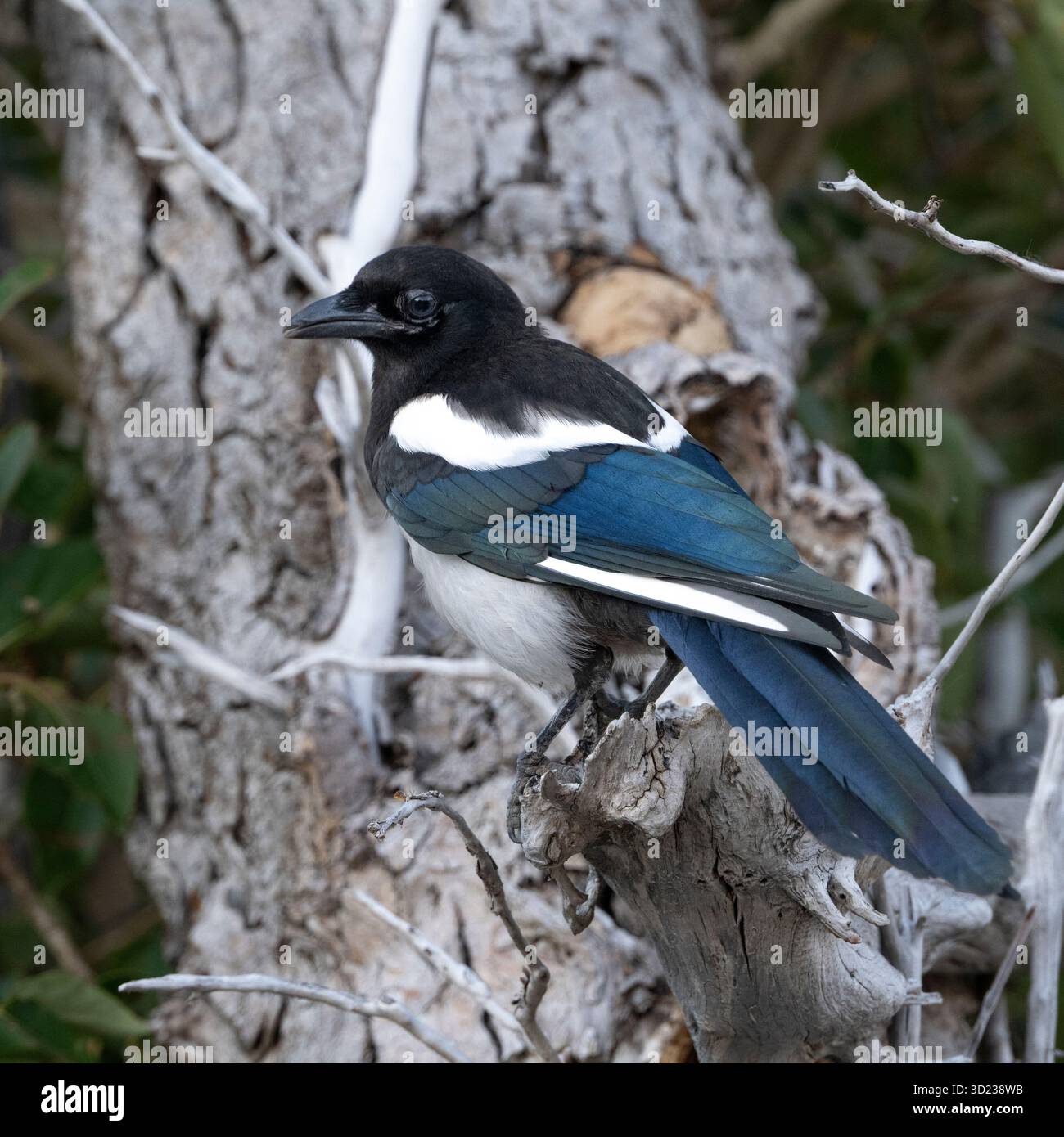 Un vivace magpie arroccato su un ramo di albero intempestivo in un ambiente naturale. Waterton Park, Alberta, Canada Foto Stock