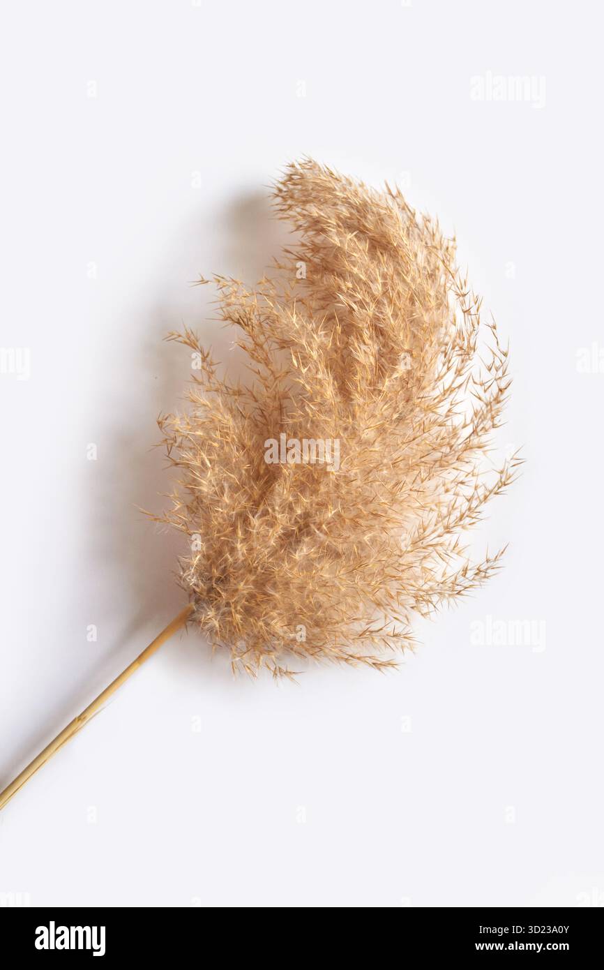 Delicato pampas beige su sfondo bianco minimalista Foto Stock