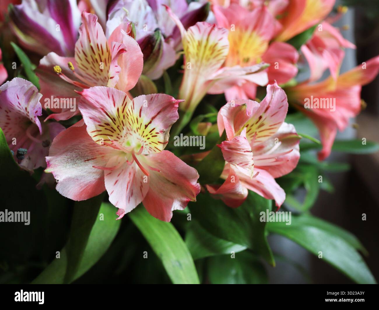Un mazzo di fiori di alstroemeria rosa e viola Foto Stock
