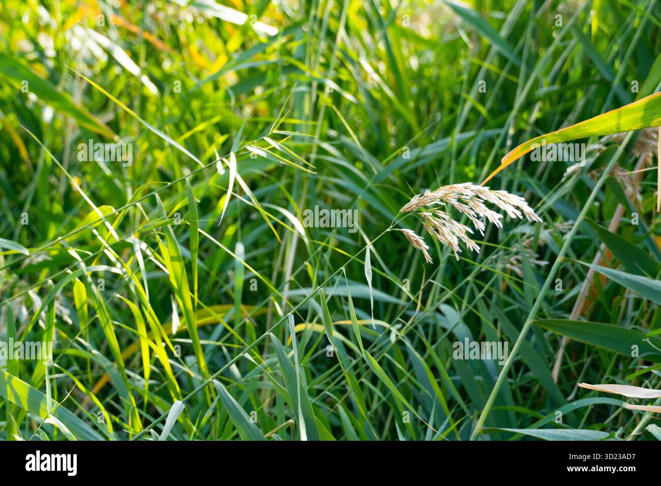 Soffice pennacchio di canna comune con morbida trama piuma, catturato in un ambiente paludoso. Perfetto per temi naturalistici ed ecologici Foto Stock