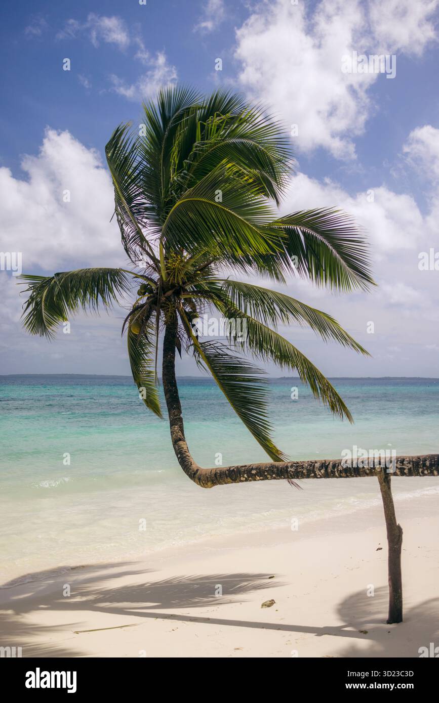Una palma solitaria si piega su di una spiaggia incontaminata di sabbia bianca con oceano turchese e cieli blu. Pantai kelapa miring a Kei Kecil, a sud-est di Maluku, Indonesia Foto Stock