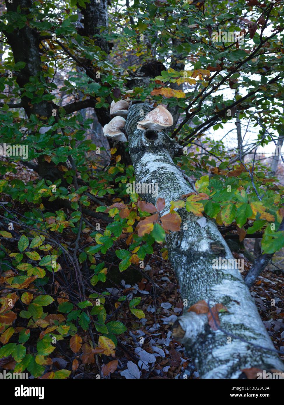 Foresta con fungo White Shelf che cresce sul tronco di betulla in autunno Foto Stock