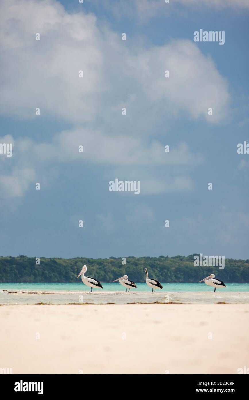 Pellicani in piedi su una spiaggia sabbiosa con un mare turchese e un cielo nuvoloso sullo sfondo. Pantai Ngurbloat o Ngurbloat Beach a Kei Kecil, sud-est di Maluku, Indonesia Foto Stock