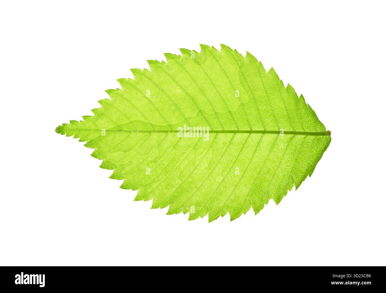 Primo piano di una foglia verde brillante con venature dettagliate su sfondo bianco Foto Stock