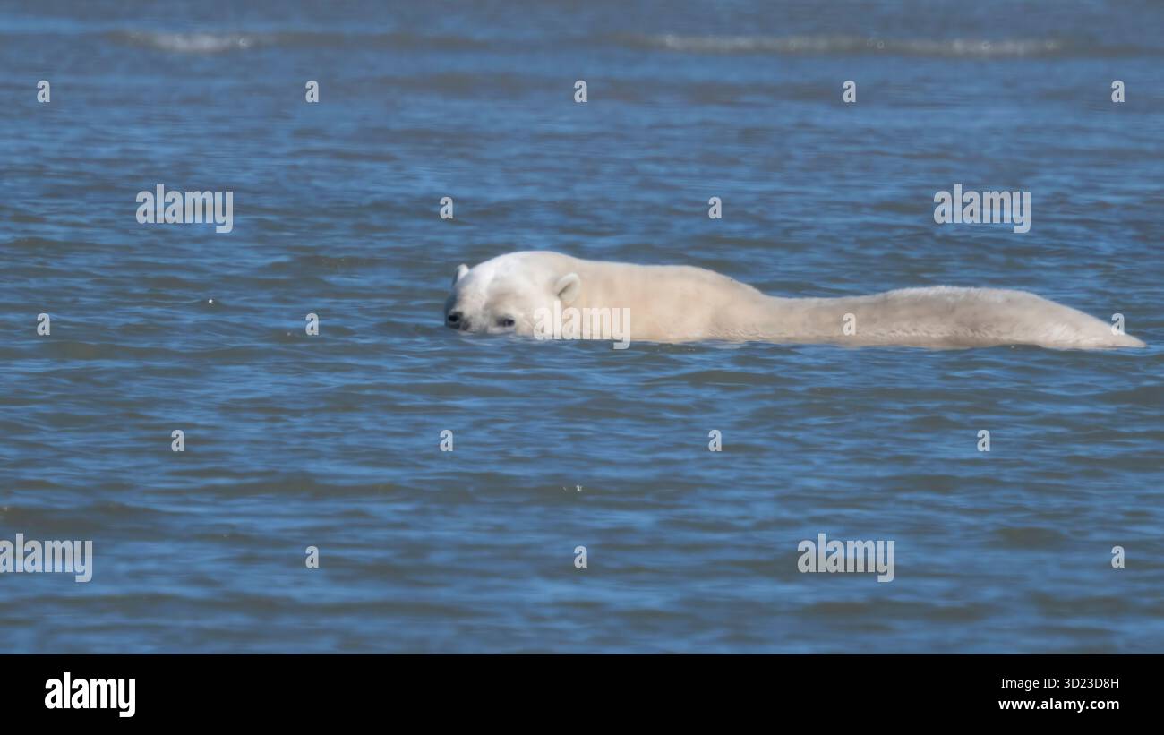 Un orso polare che nuota nelle calme acque blu che guarda avanti, con le increspature che lo circondano. Baia di Hudson, Churchill, Manitoba, Canada Foto Stock