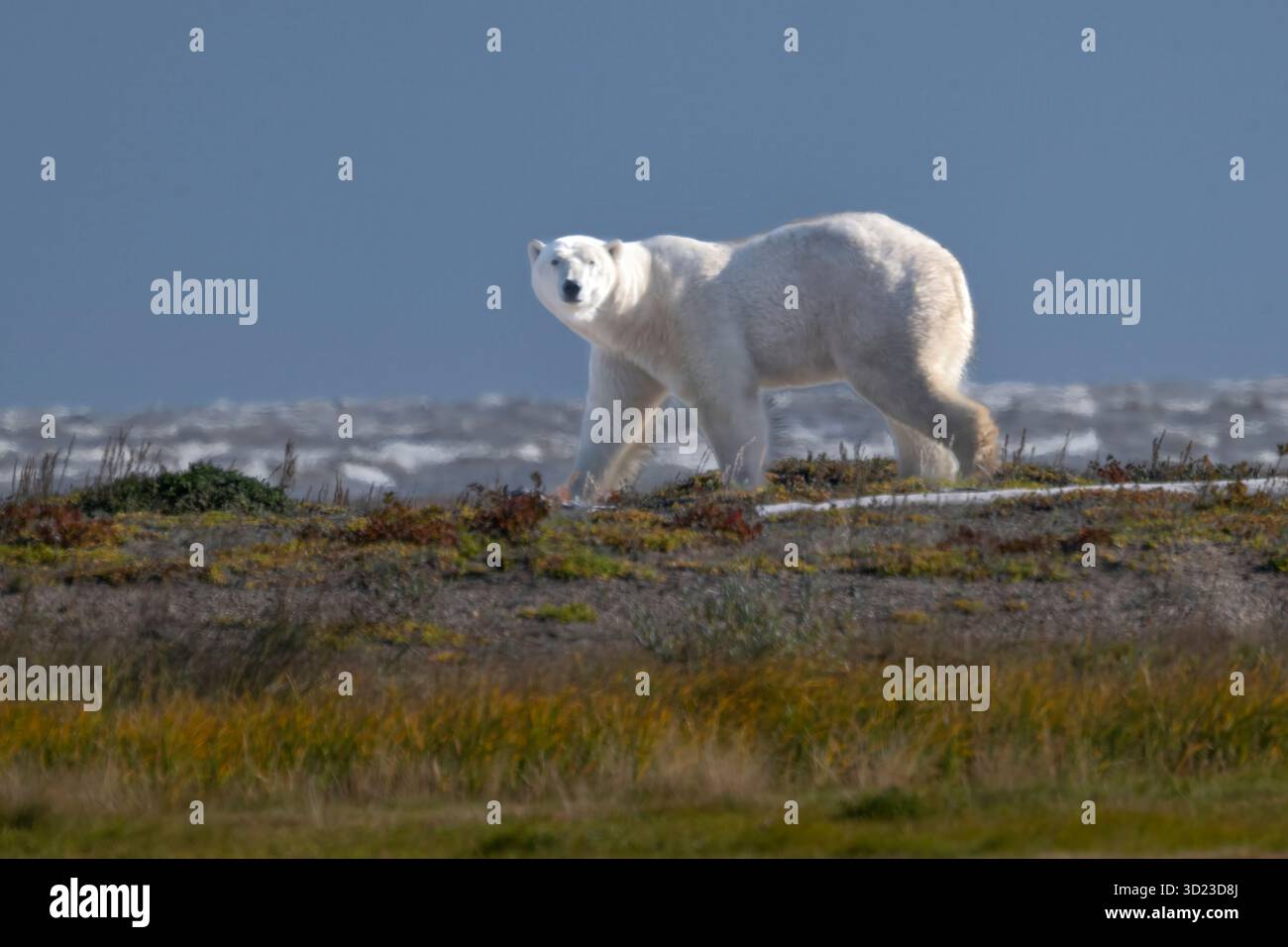 Orso polare che cammina sulla tundra con uno sfondo blu-grigio. Baia di Hudson, Churchill, Manitoba, Canada Foto Stock