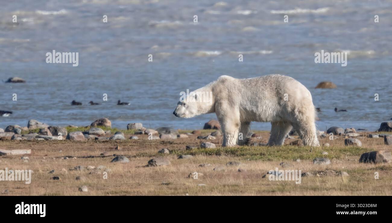 Orso polare che cammina sulla costa rocciosa vicino all'acqua in una giornata nuvolosa. Baia di Hudson, Churchill, Manitoba, Canada Foto Stock