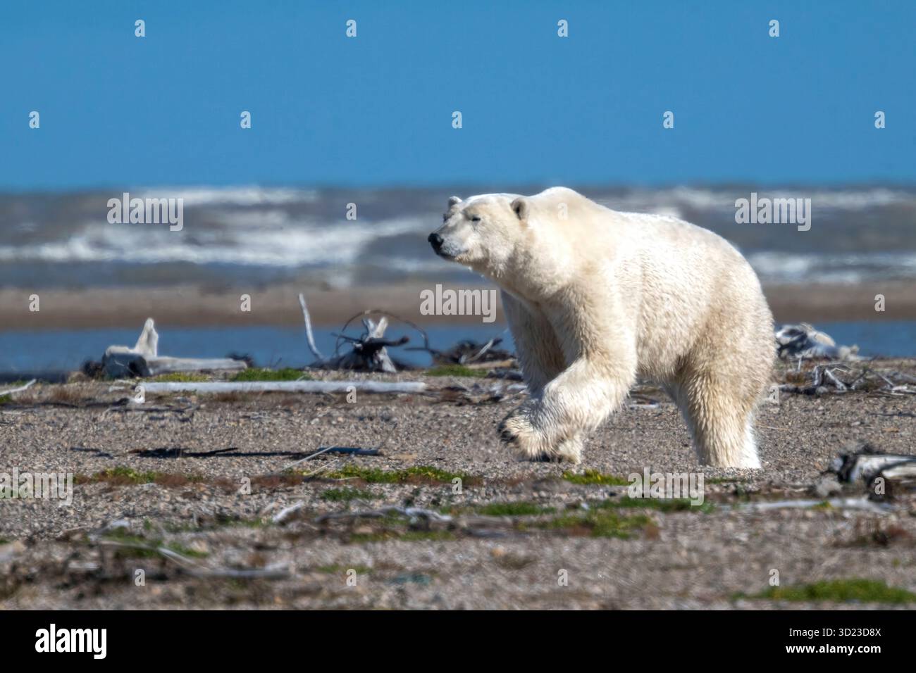 Orso polare che cammina lungo una spiaggia rocciosa con onde oceaniche sullo sfondo. Baia di Hudson, Churchill, Manitoba, Canada Foto Stock