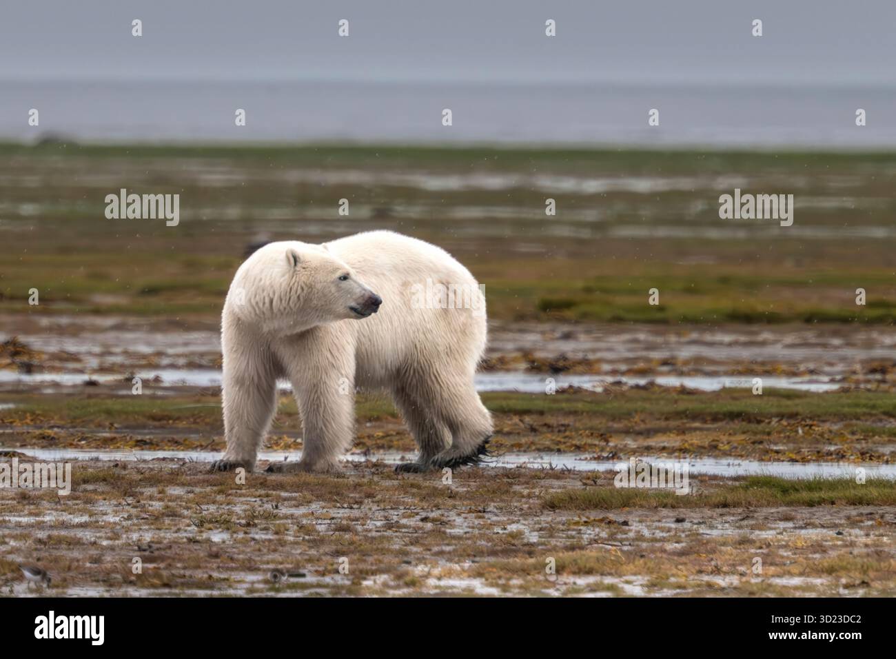 Orso polare in piedi su un paesaggio di tundra paludoso, verde e marrone sotto un cielo nuvoloso. Baia di Hudson, Churchill, Manitoba, Canada Foto Stock