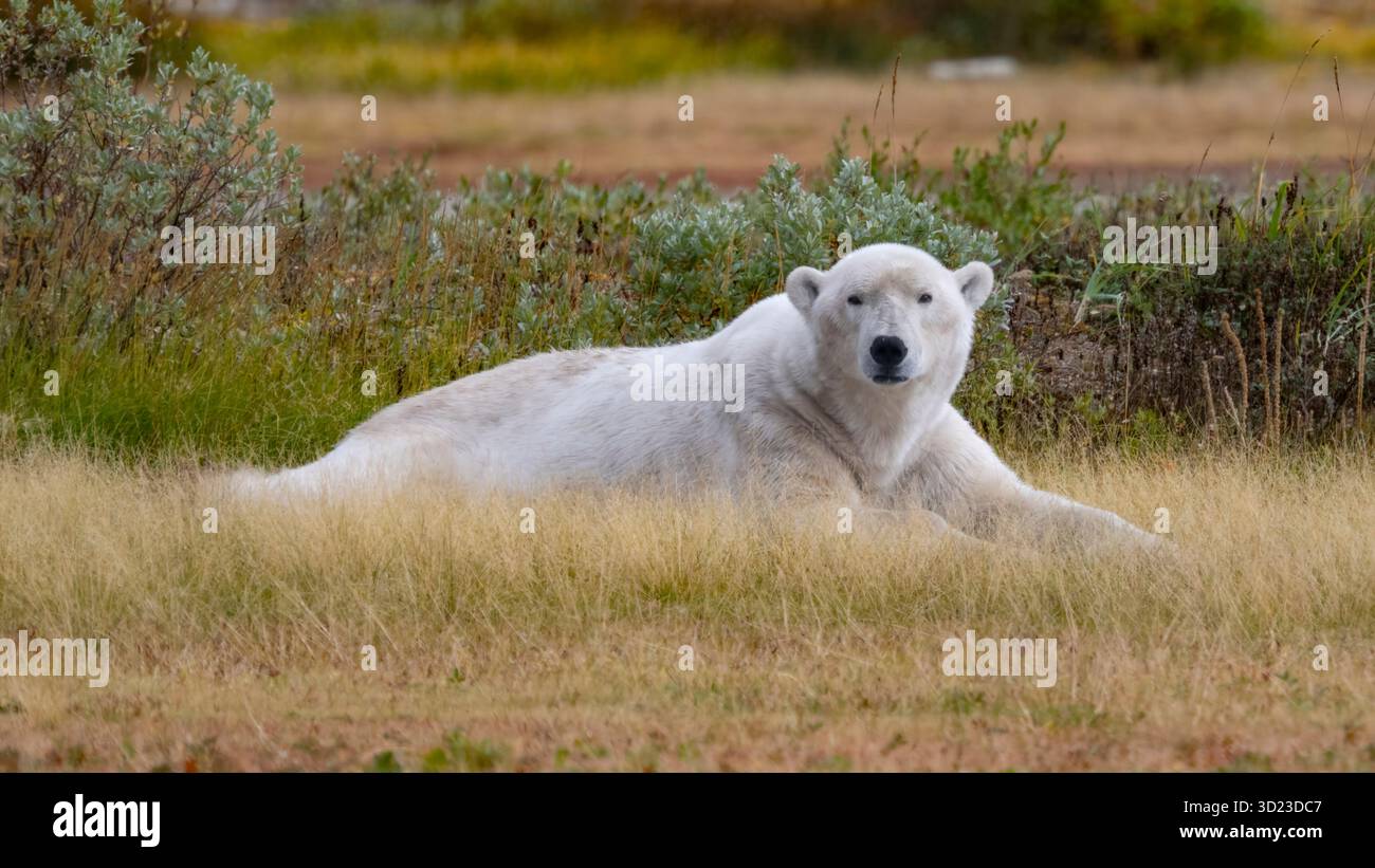 L'orso polare poggia sull'erba in un habitat naturale, circondato dal verde. Baia di Hudson, Churchill, Manitoba, Canada Foto Stock
