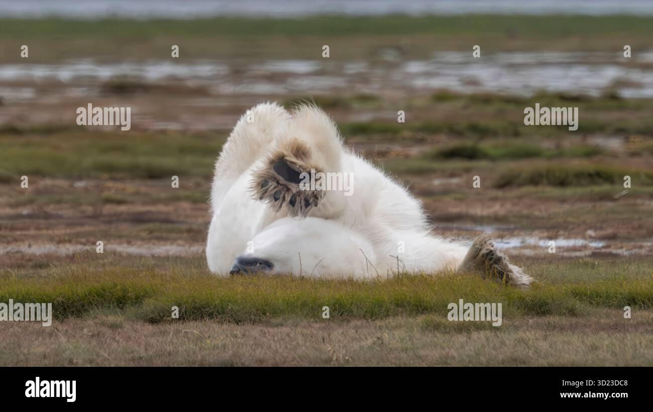 Orso polare disteso sulla schiena con zampe in aria su un paesaggio erboso di tundra. Baia di Hudson, Churchill, Manitoba, Canada Foto Stock