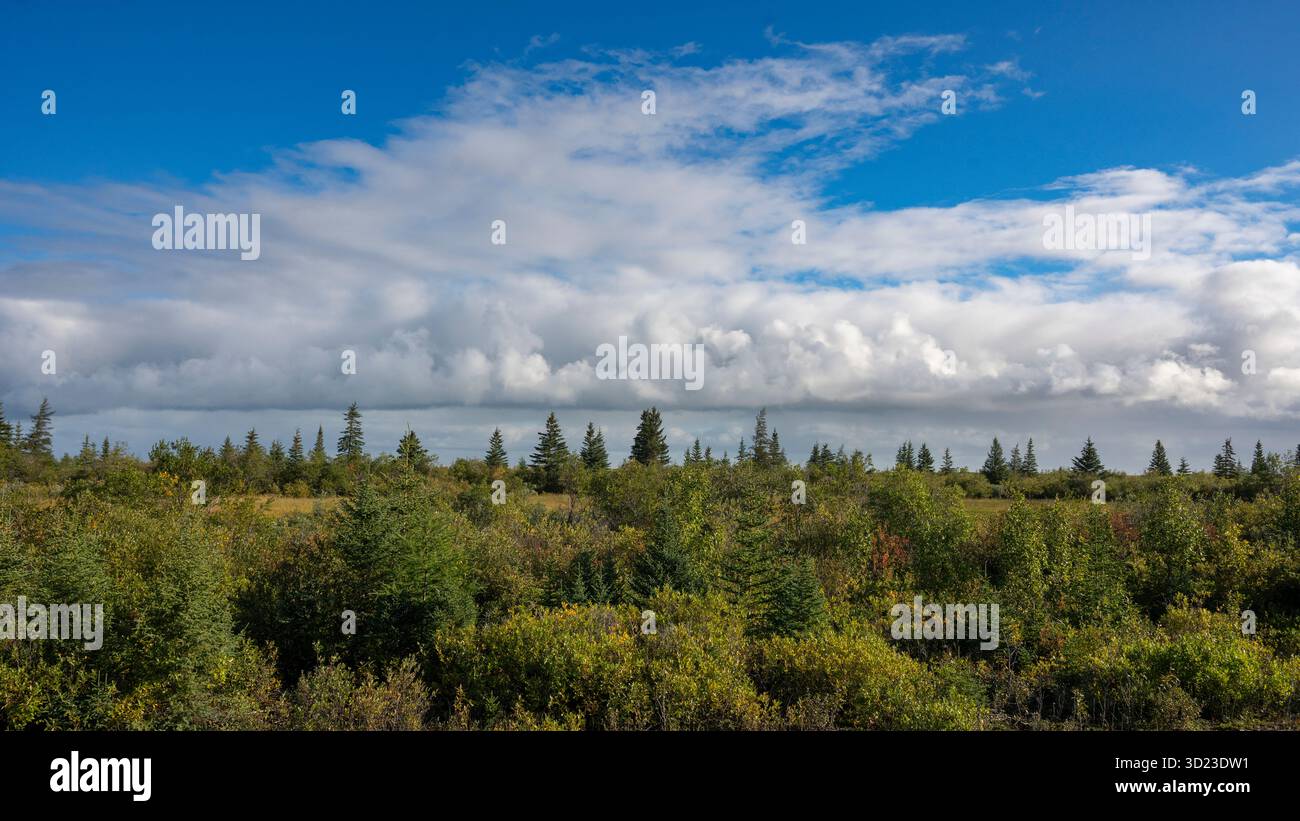 Un lussureggiante paesaggio verde sotto un vivace cielo blu con nuvole sparse. Baia di Hudson, Churchill, Manitoba, Canada Foto Stock