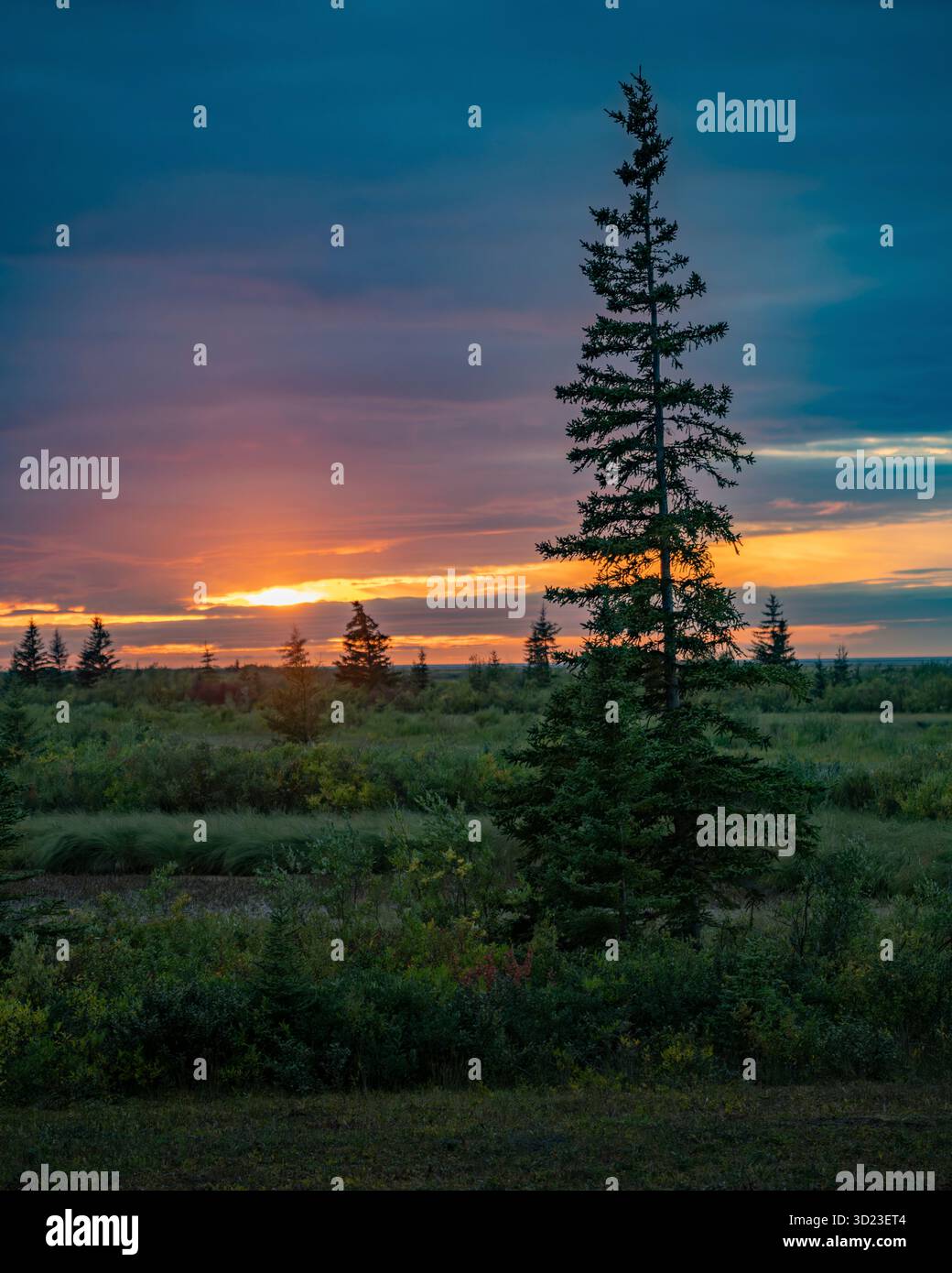 L'albero solitario si affaccia su un vibrante tramonto in un lussureggiante paesaggio verde. Baia di Hudson, Churchill, Manitoba, Canada Foto Stock
