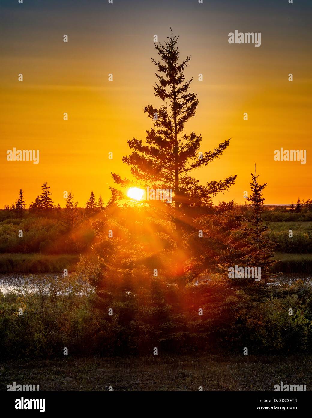 Un vibrante tramonto proietta un caldo bagliore tra gli alberi di pino vicino a un fiume calmo. Baia di Hudson, Churchill, Manitoba, Canada Foto Stock