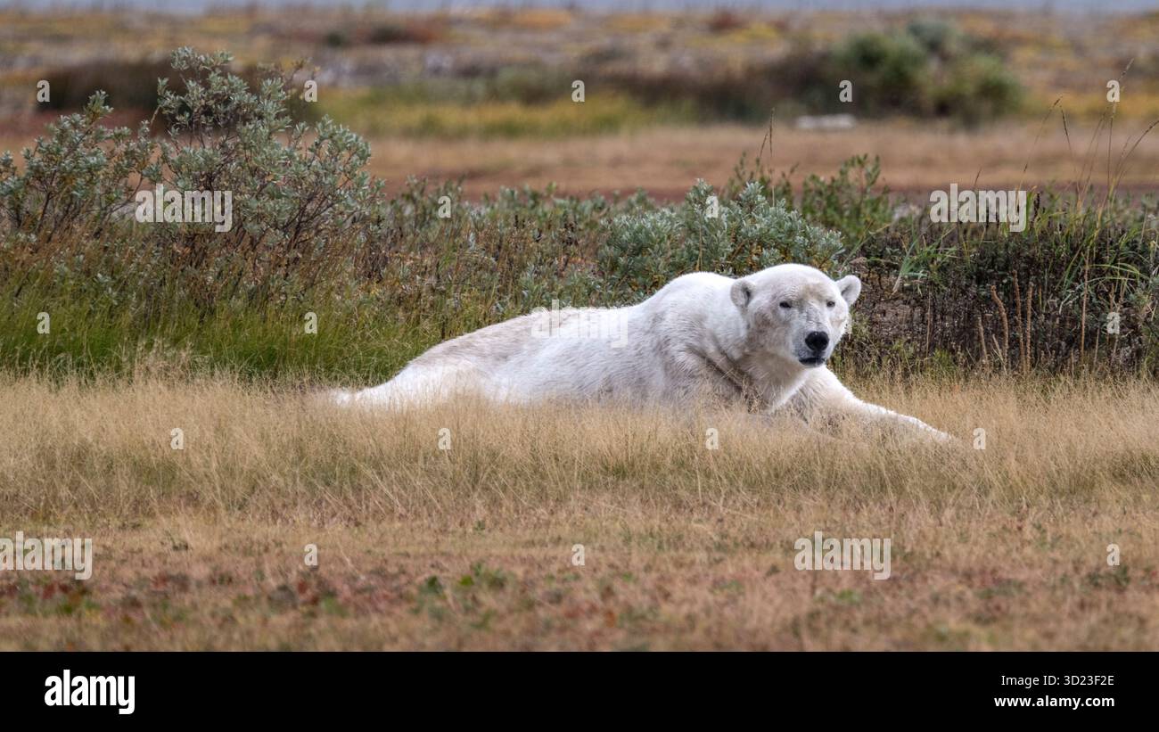 Polar Bear, Baia di Hudson, Churchill Manitoba, Canada Baia di Hudson, Churchill, Manitoba, Canada Foto Stock