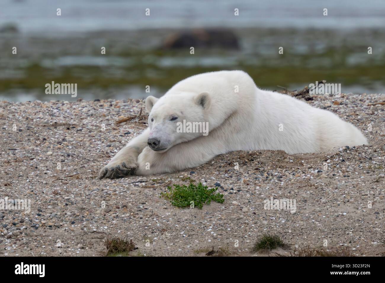 Polar Bear, Baia di Hudson, Churchill Manitoba, Canada Baia di Hudson, Churchill, Manitoba, Canada Foto Stock