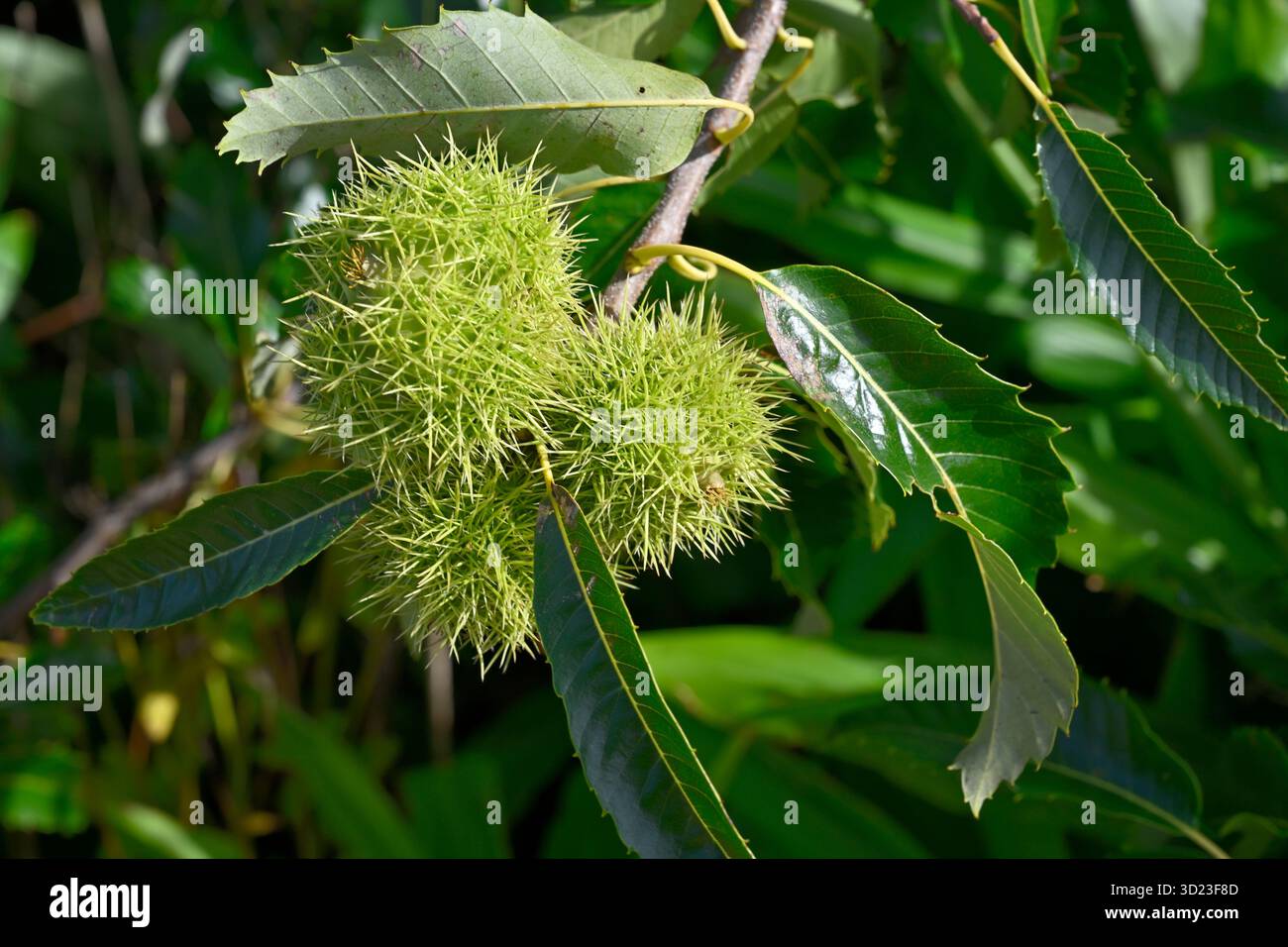 Guscio verde spigoloso di noci autunnali e fogliame di castagno dolce o spagnolo, Castanea sativa, albero UK settembre Foto Stock