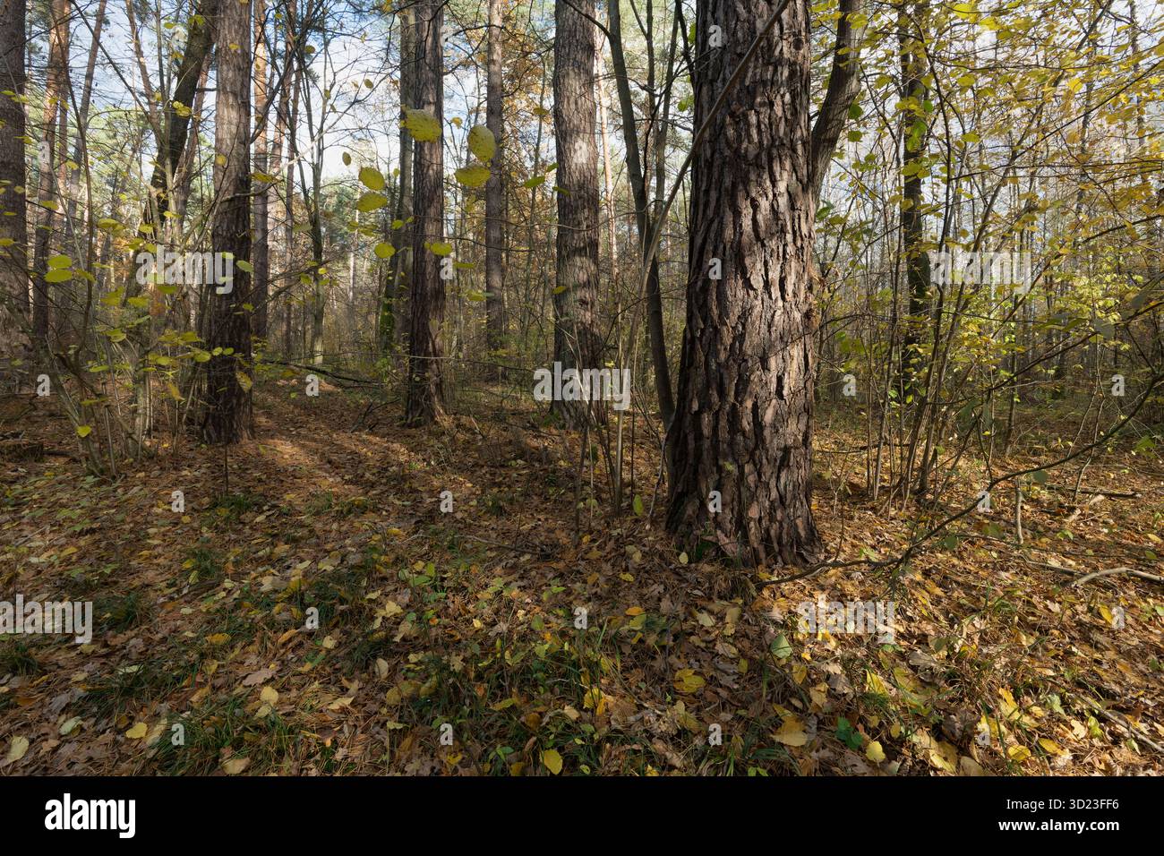 La luce del sole filtra tra gli alberi autunnali in una foresta Foto Stock
