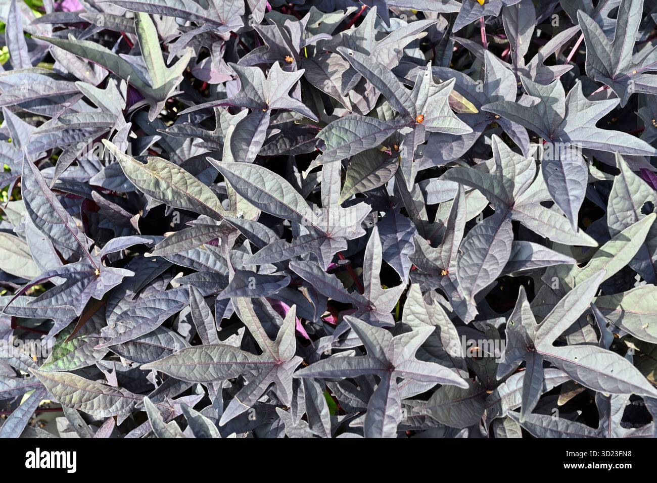 Suggestivo fogliame nero di vite di patata dolce, Ipomoea batatas UK Garden settembre Foto Stock