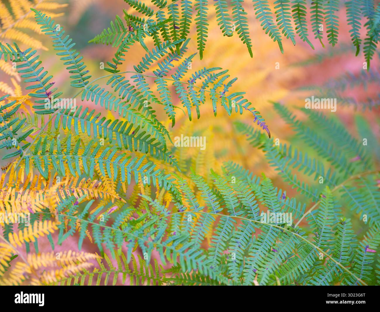 Frange Bracken in vivaci colori autunnali Foto Stock