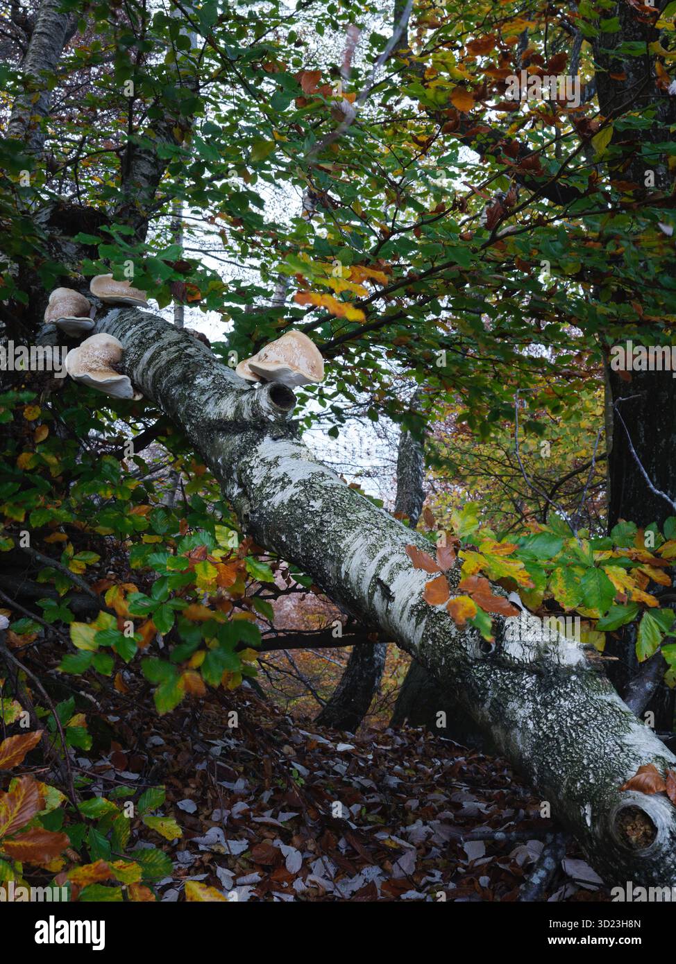 Foresta con fungo White Shelf che cresce sul tronco di betulla in autunno Foto Stock