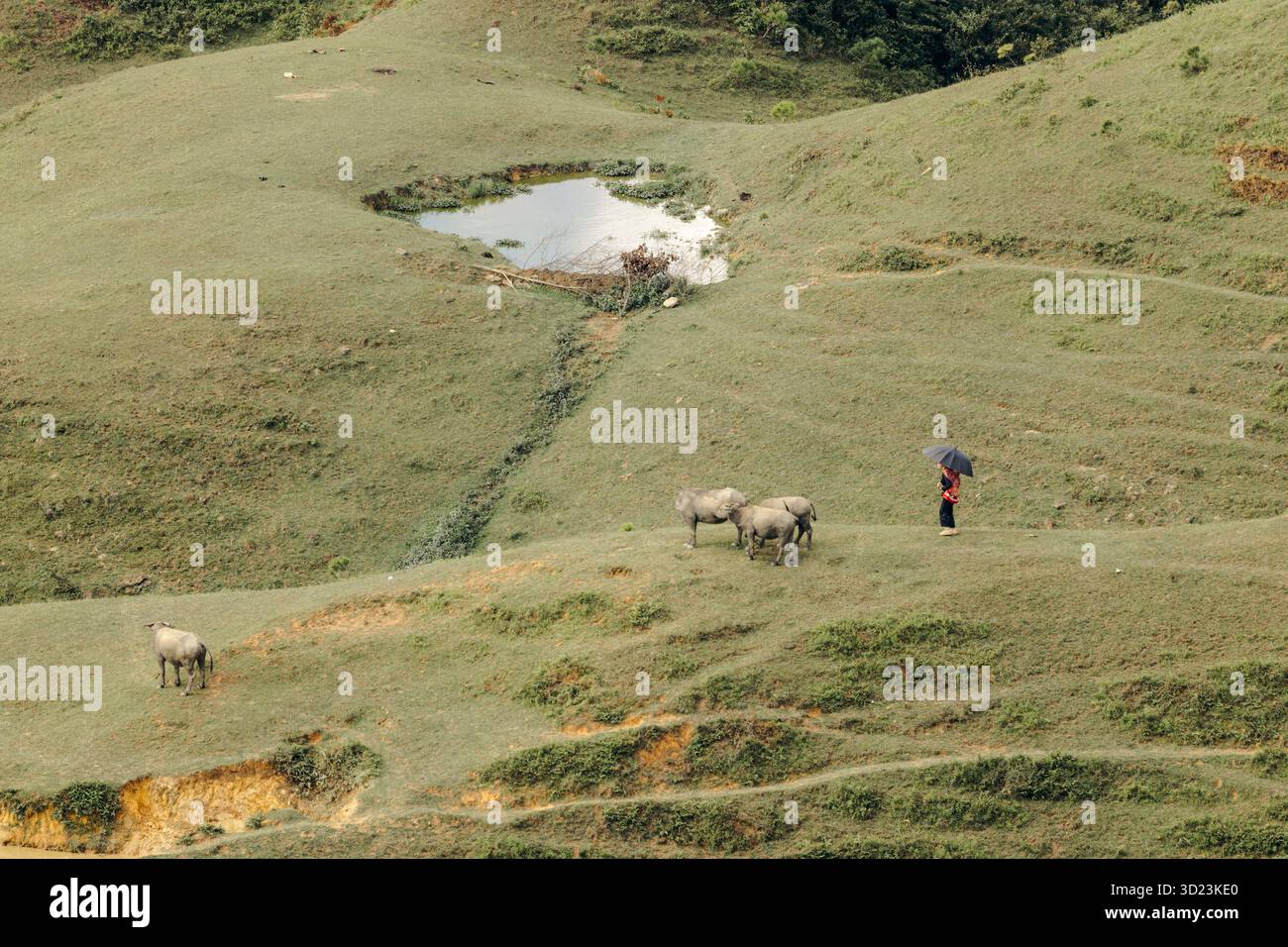Una persona con un ombrello si trova vicino a un bufalo pascolante su una lussureggiante collina verde. Loc B‑ nh District, Lang Son, Vietnam Foto Stock