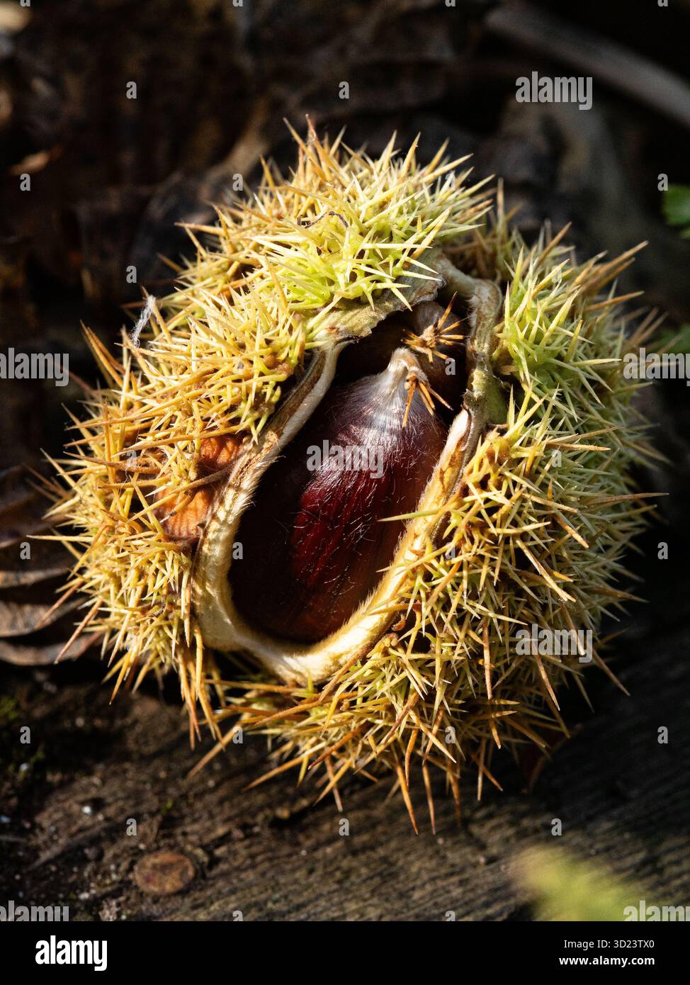 Una cassa di semi di castagna dolce divisa in parti separate con semi castani profondi che brillano al sole Foto Stock