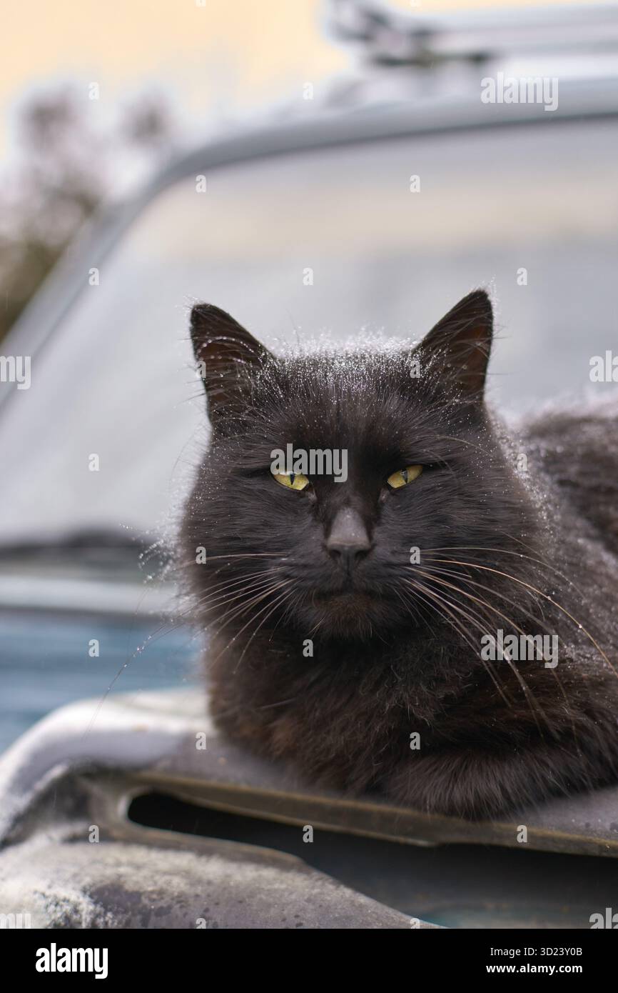 Morbido gatto nero che si rilassa sul cofano dell'auto con occhi gialli all'aperto in luce soffusa Foto Stock