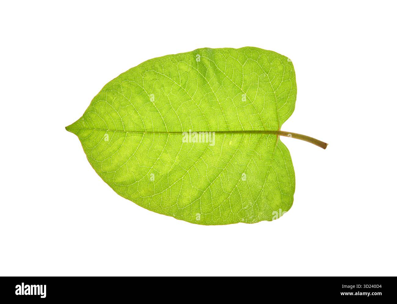 Foglia verde brillante con venature dettagliate su sfondo bianco Foto Stock