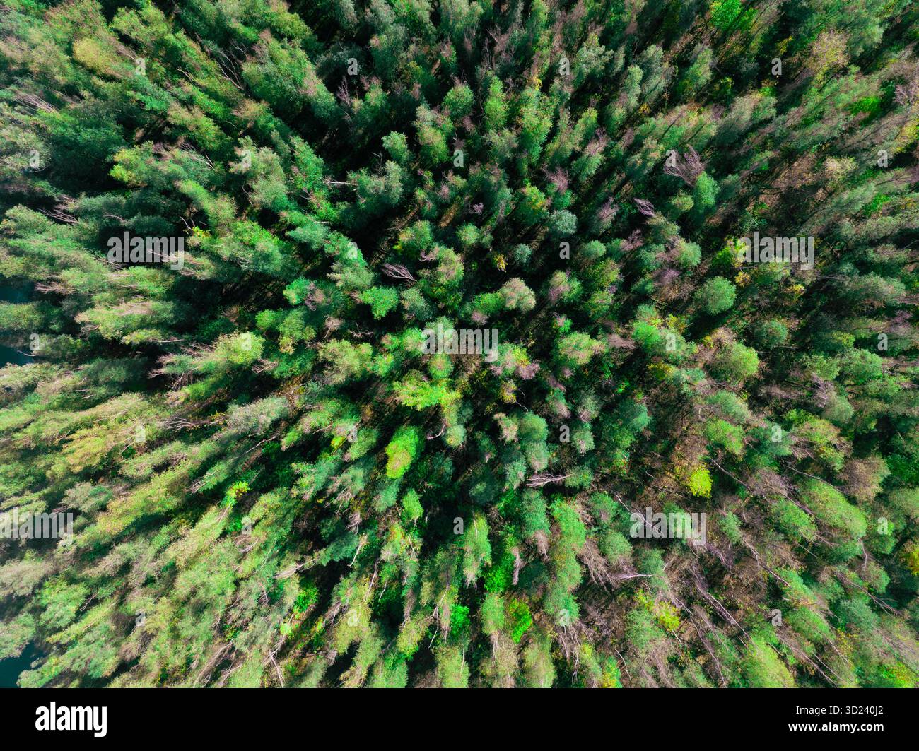 Vista aerea di una lussureggiante baldacchino della foresta primaverile Foto Stock