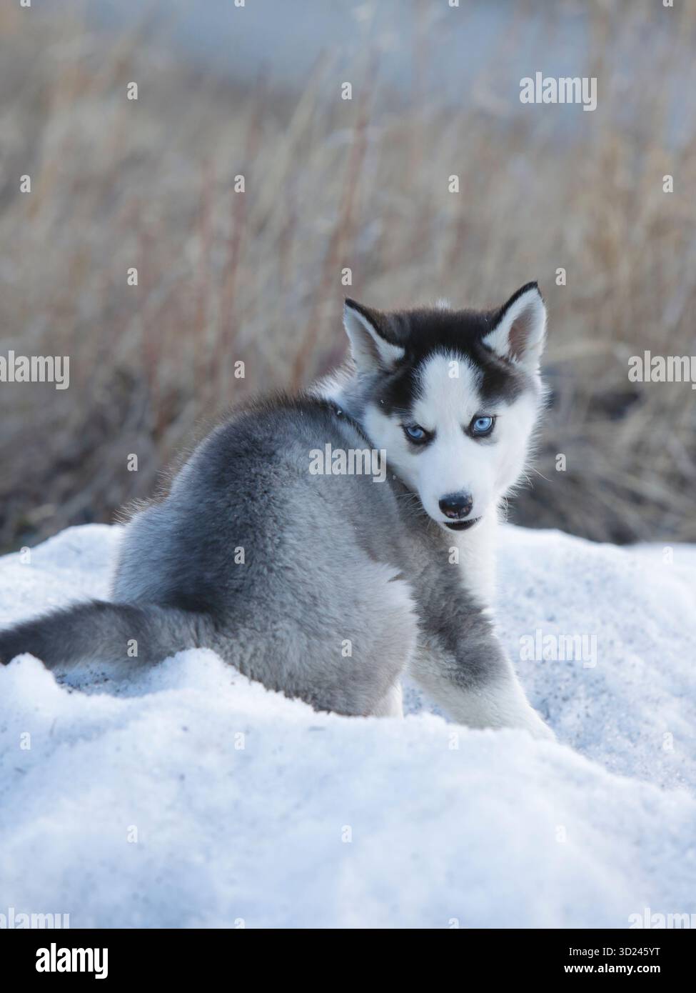 Simpatico cucciolo Husky seduto sulla neve, guardando indietro Foto Stock