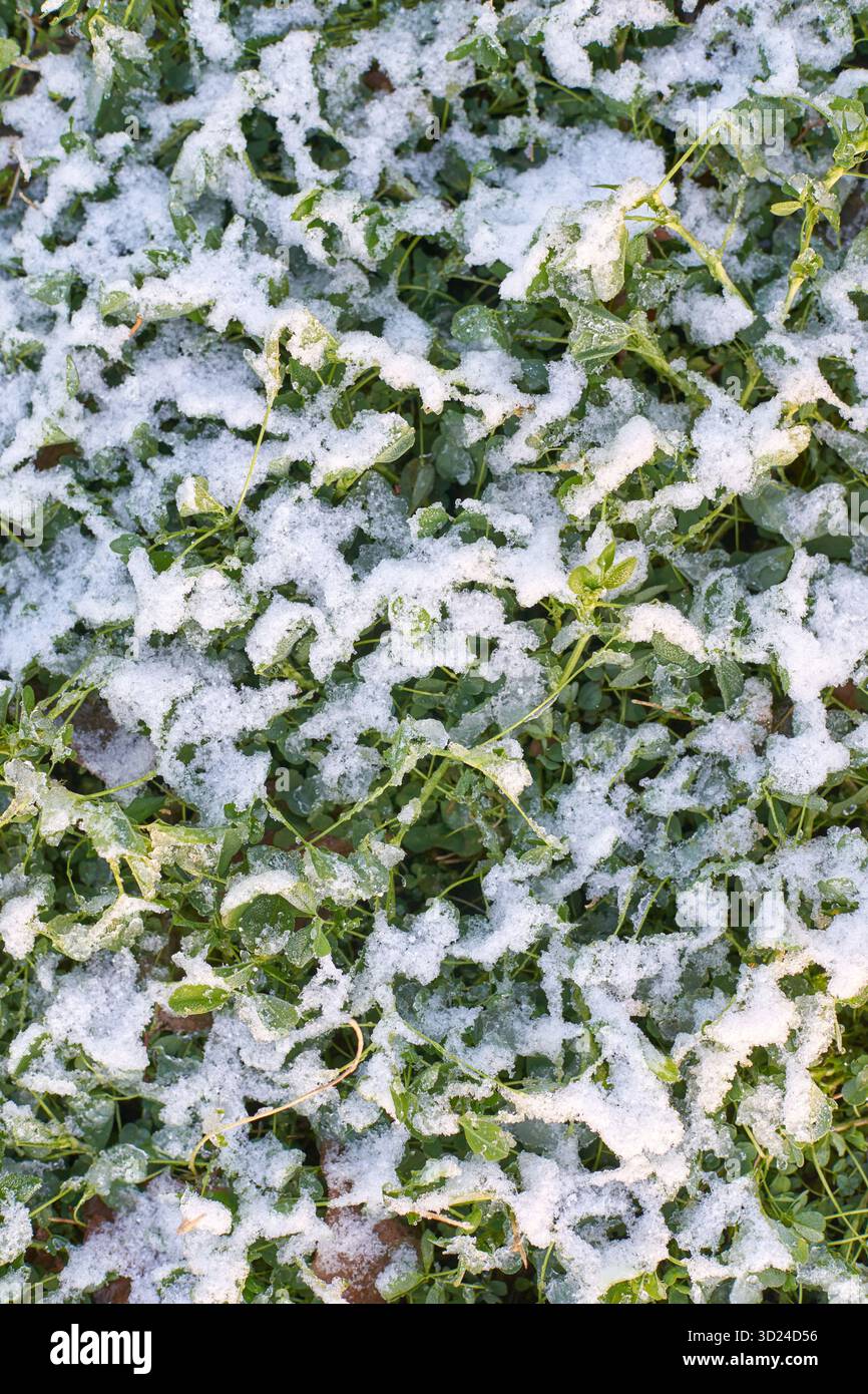 Neve all'inizio dell'inverno spolverata su erba verde con foglie che si manifestano attraverso la brina bianca Foto Stock