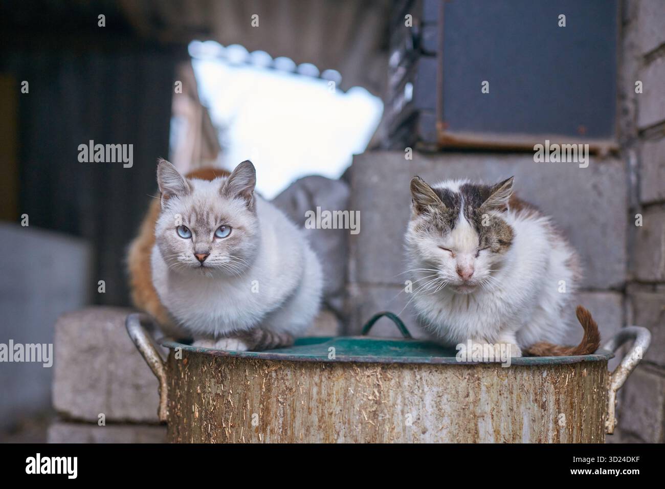 Due morbidi gatti appoggiati su un barile di metallo in un ambiente urbano all'aperto Foto Stock