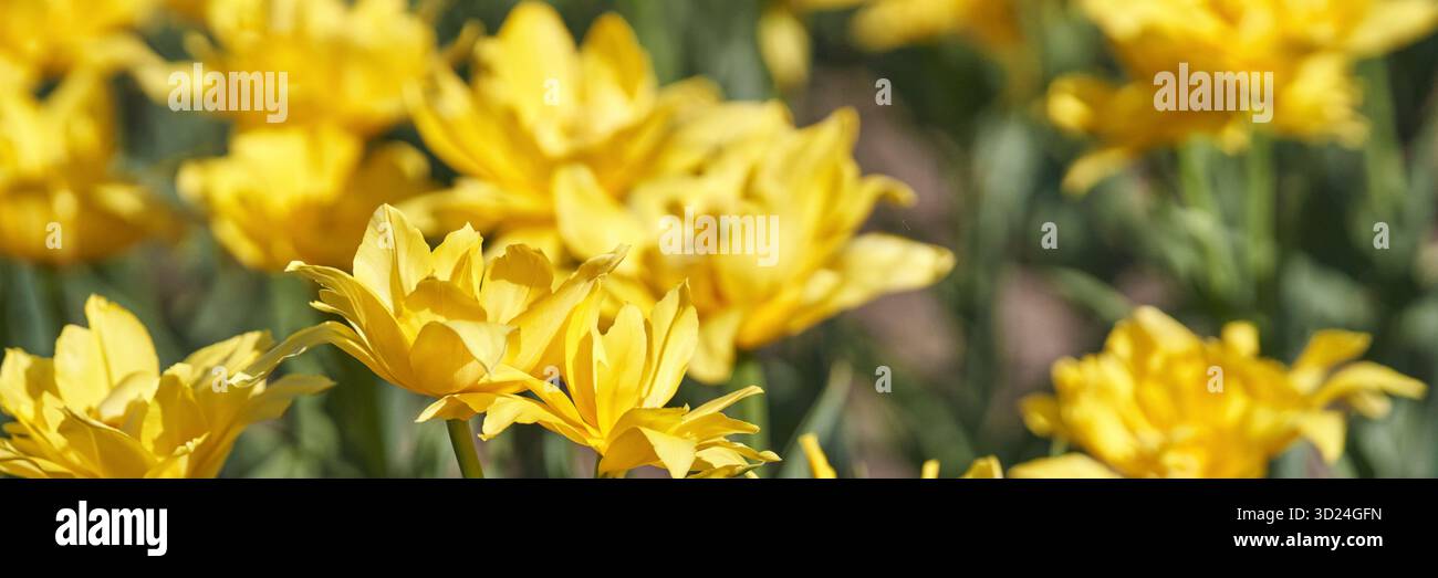 I tulipani gialli che sbocciano in un giardino illuminato dal sole catturano l'essenza Foto Stock