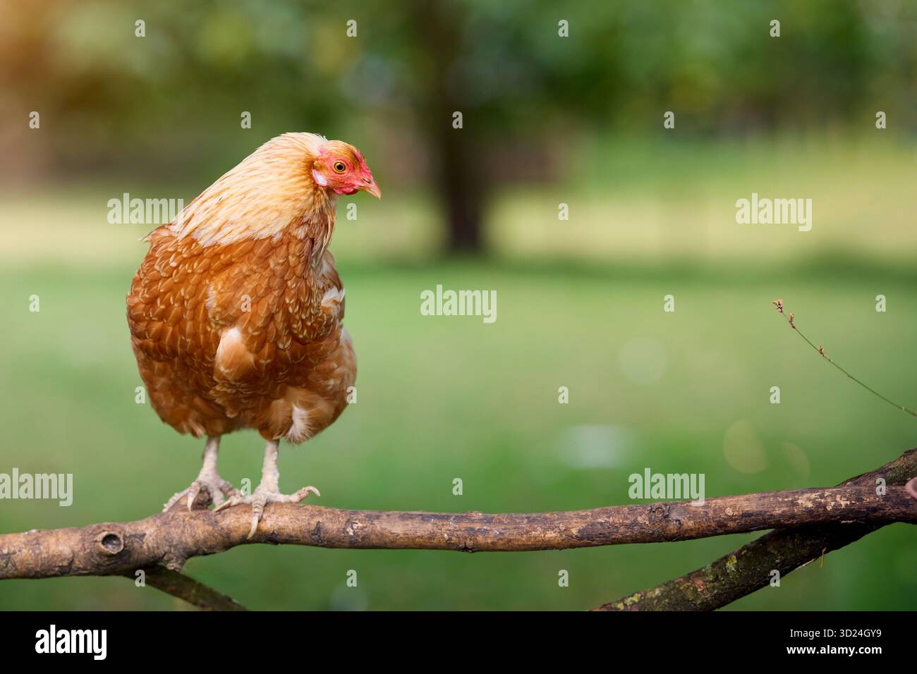 Gallina bruna appollaiata in una filiale di pollame pollame pollame pollo da cortile Foto Stock