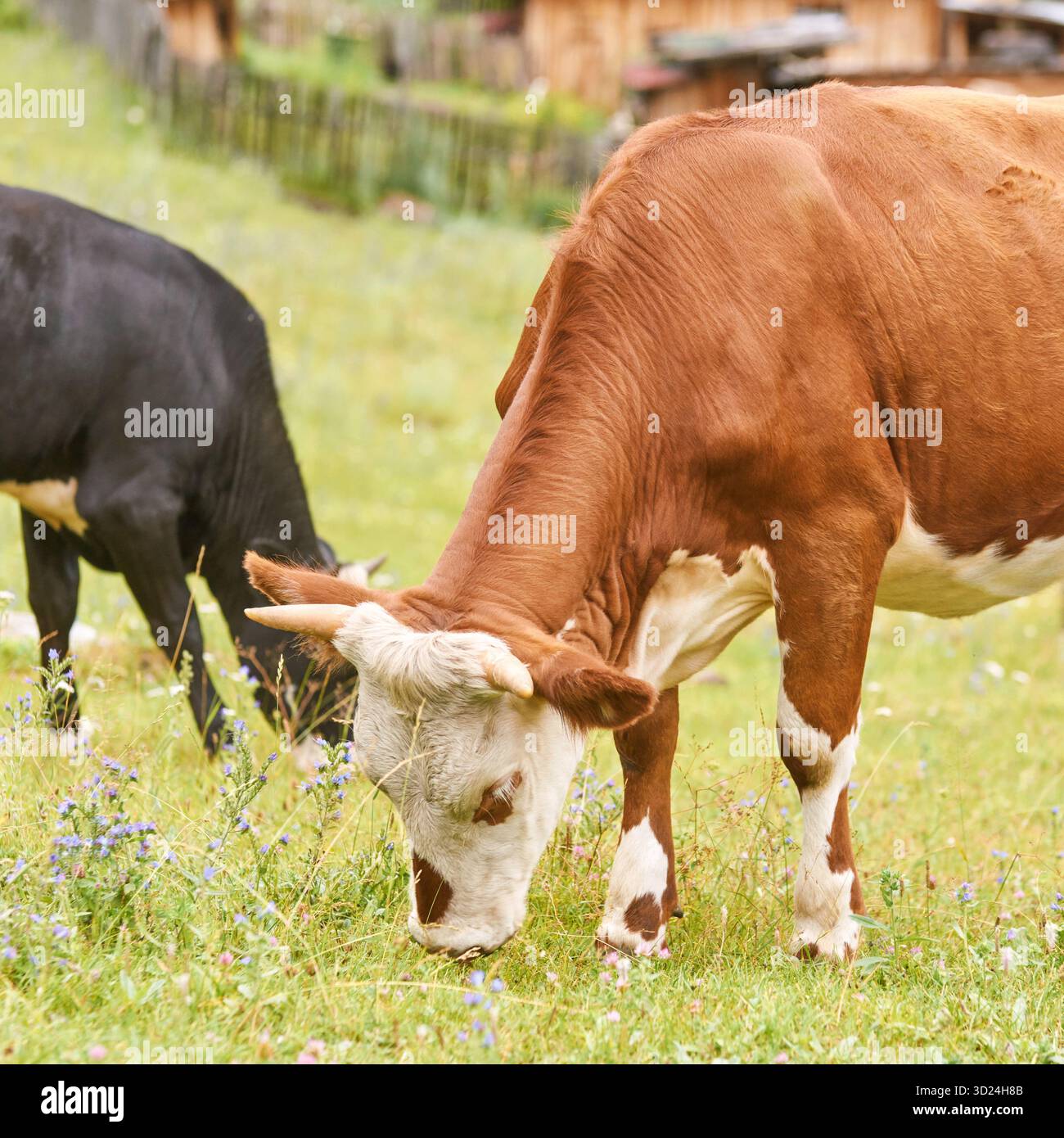 Mucche marroni e nere pascolano su pascoli verdi in campagna Foto Stock