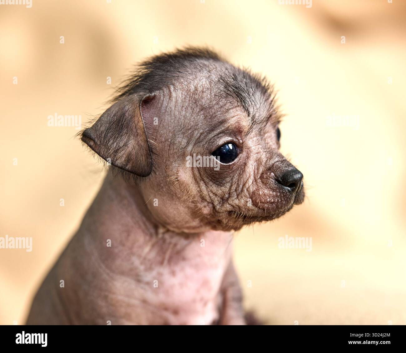 Adorabile ritratto di cucciolo xoloitzcuintli carino profilo di razza cane senza capelli Foto Stock