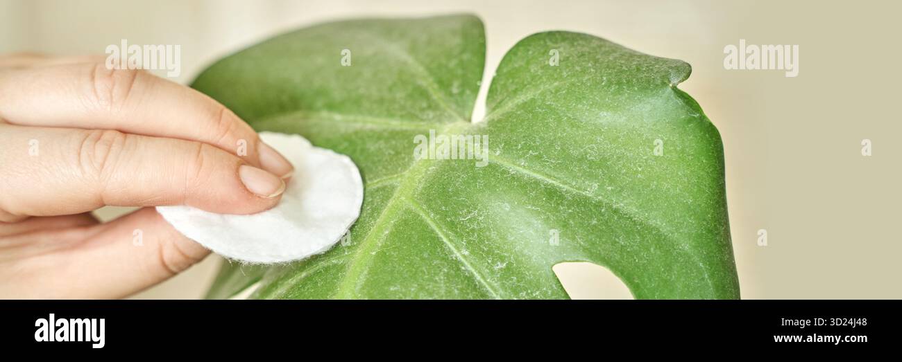 Primo piano della pulizia delle mani foglia verde brillante con tampone di cotone per la cura delle piante Foto Stock