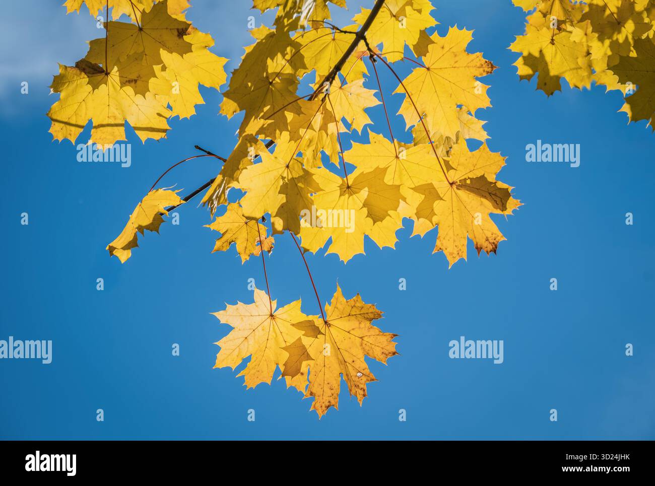 Foglie d'acero giallo su un cielo blu brillante nella stagione autunnale Foto Stock