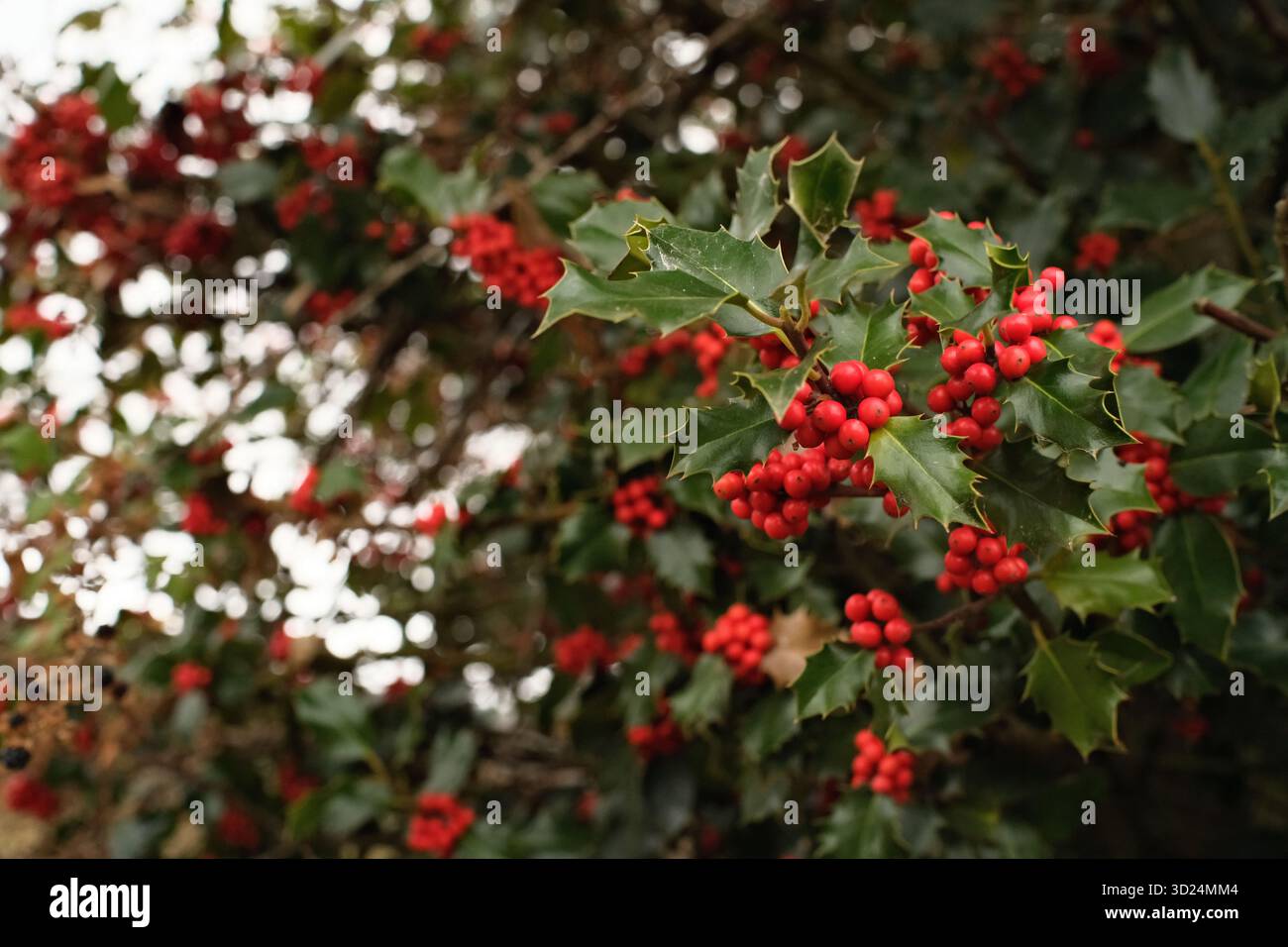 Holly Trees in Autumn Light Foto Stock