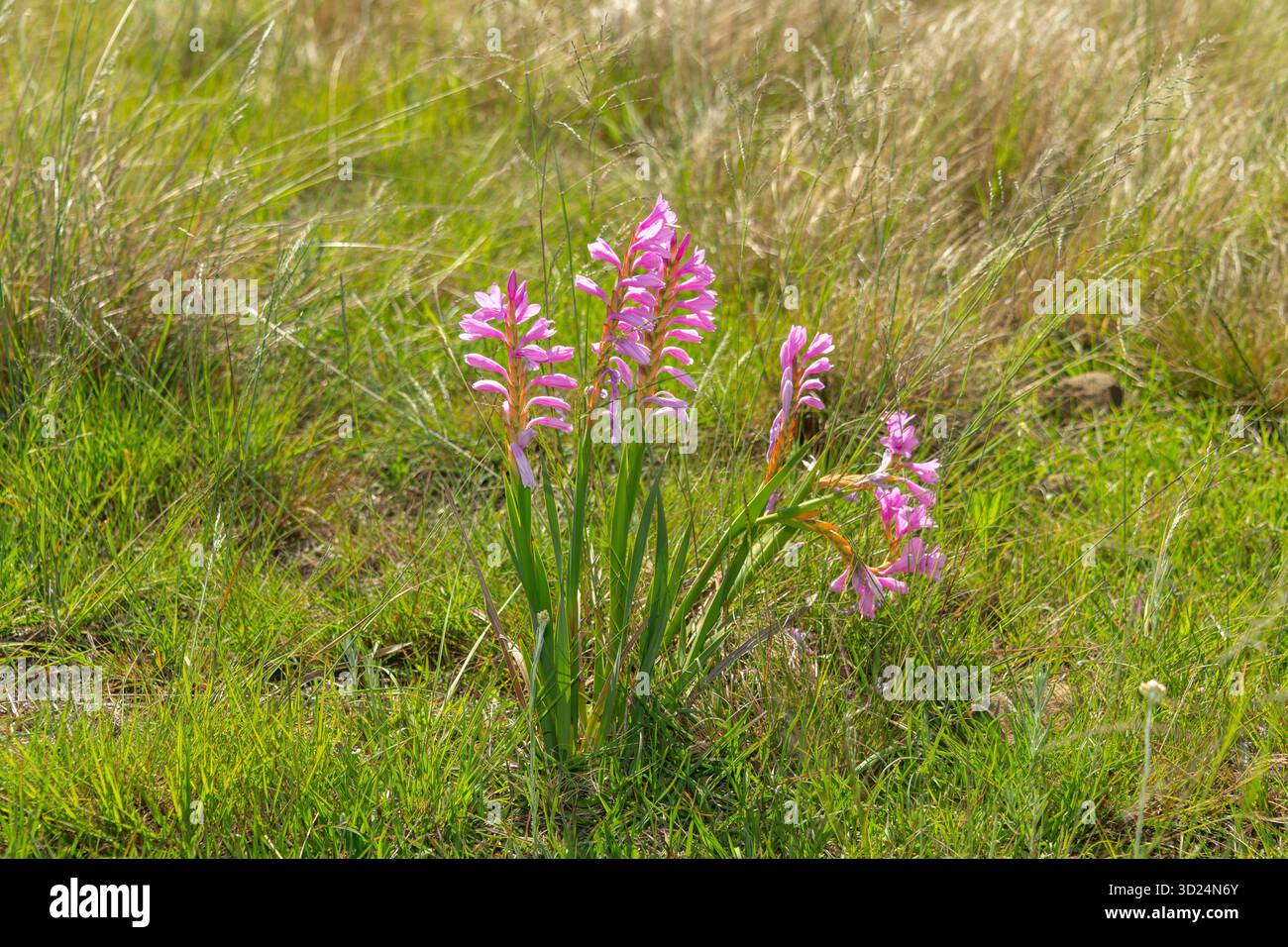 Fiore bugle rosa (Watsonia confusa), noto anche come watsonia confusa, in fiore, un fiore selvatico endemico sudafricano in una prateria naturale Foto Stock