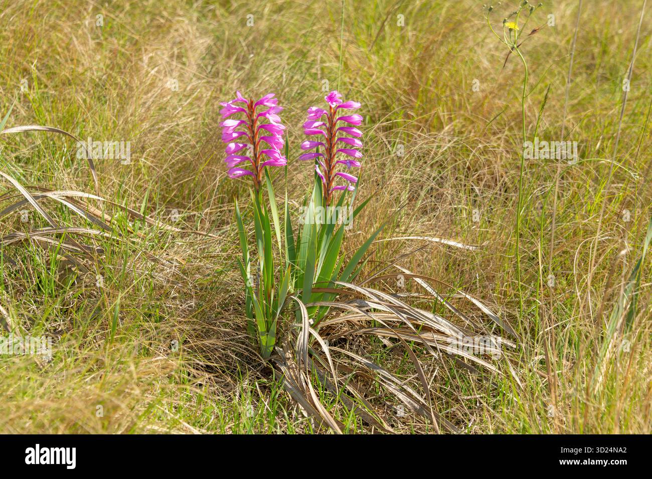 Fiore bugle rosa (Watsonia confusa), noto anche come watsonia confusa, in fiore, un fiore selvatico endemico sudafricano in una prateria naturale Foto Stock