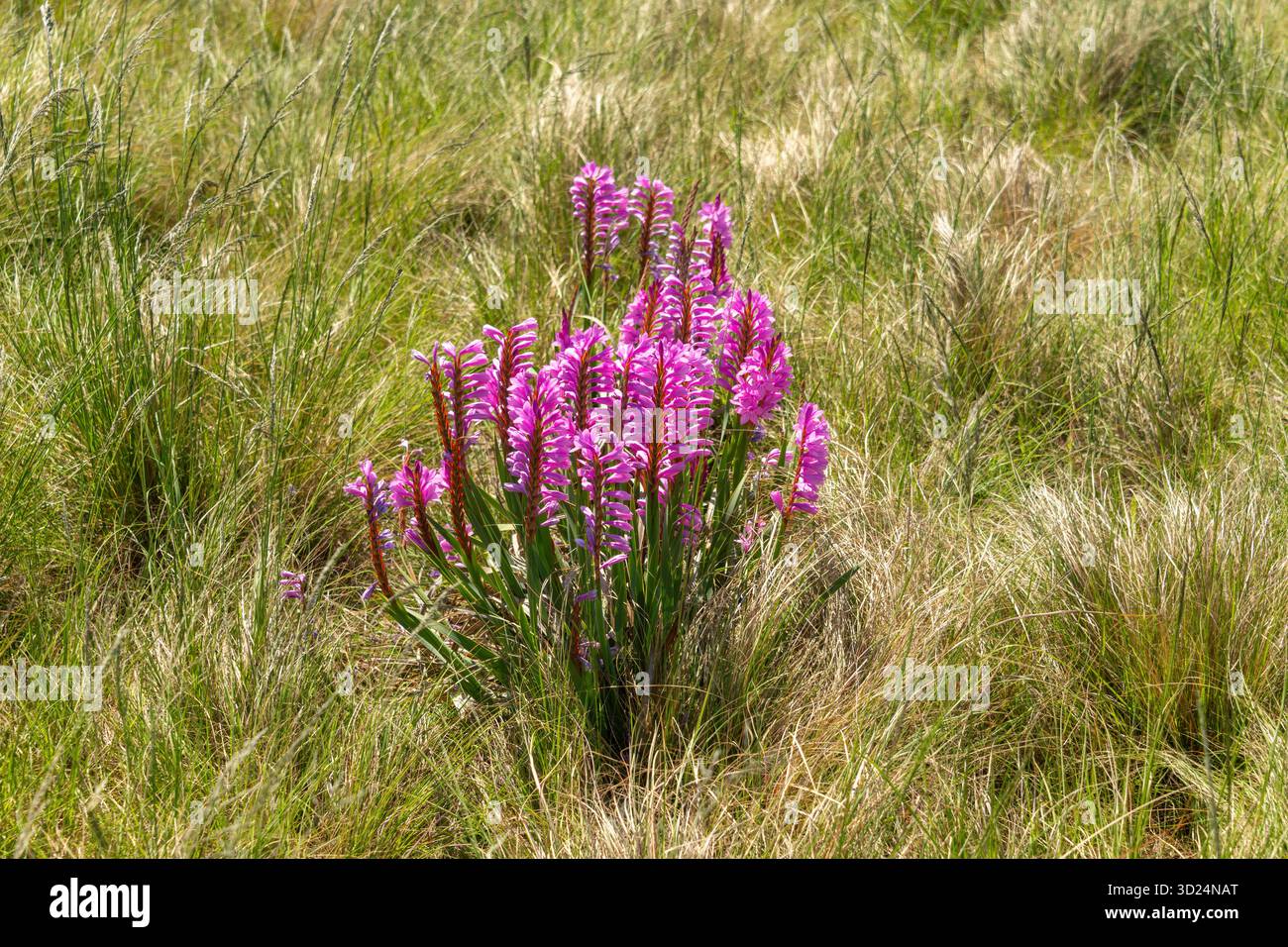 Fiore bugle rosa (Watsonia confusa), noto anche come watsonia confusa, in fiore, un fiore selvatico endemico sudafricano in una prateria naturale Foto Stock