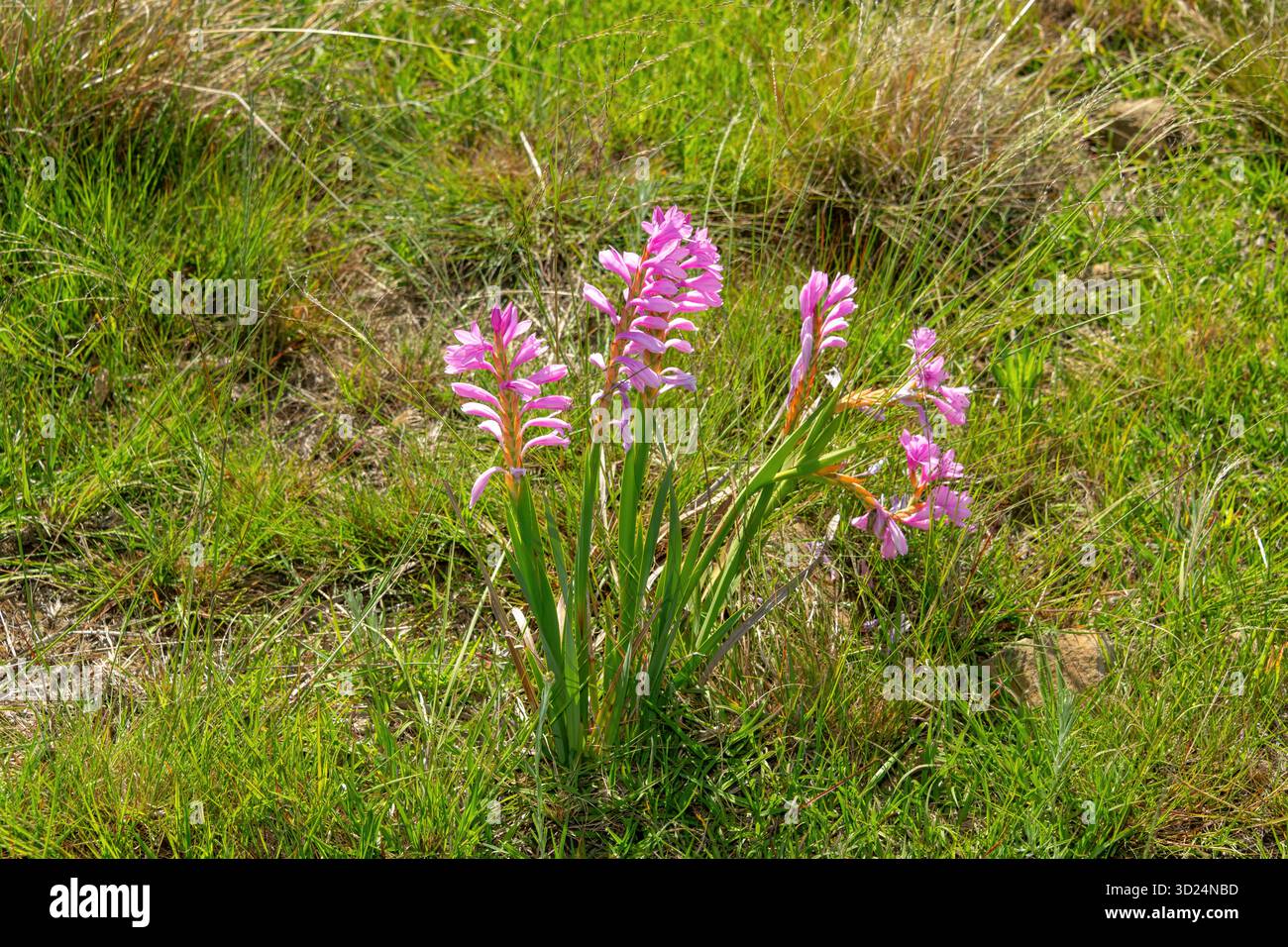 Fiore bugle rosa (Watsonia confusa), noto anche come watsonia confusa, in fiore, un fiore selvatico endemico sudafricano in una prateria naturale Foto Stock
